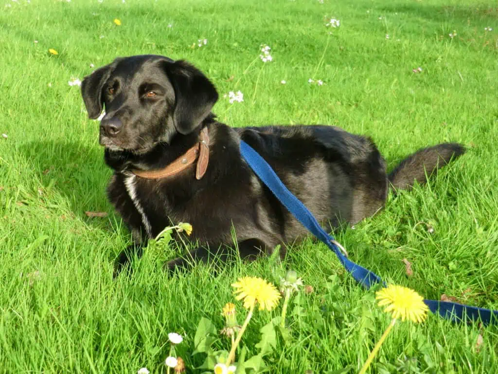 Europa-Park mit Hund: Der hundefreundliche Freizeitpark-Guide 2026 2 Europa-Park mit Hund